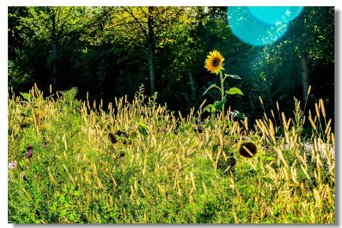 秋色原野（南德）