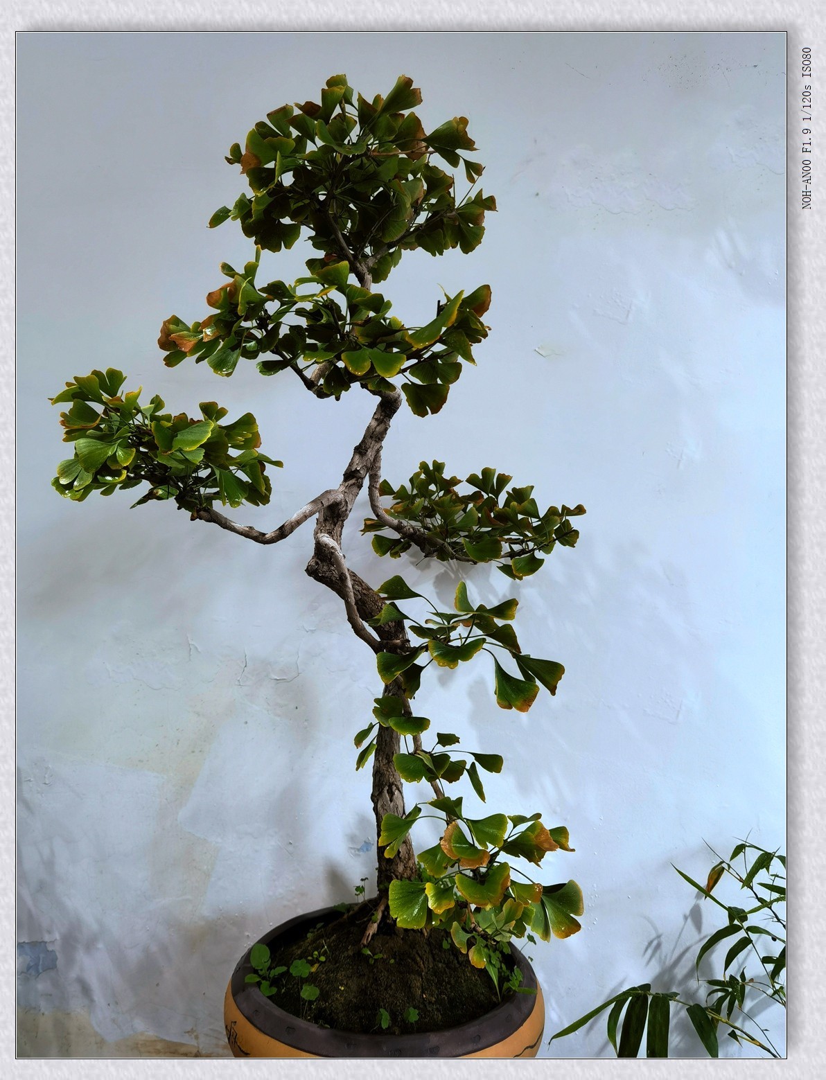 甲辰年公园盆景【2024-151】