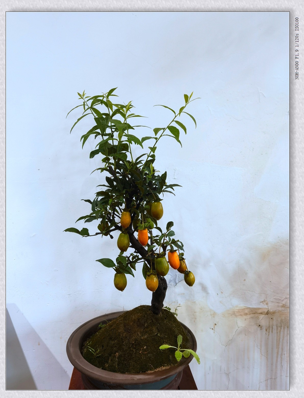 甲辰年公园盆景【2024-151】