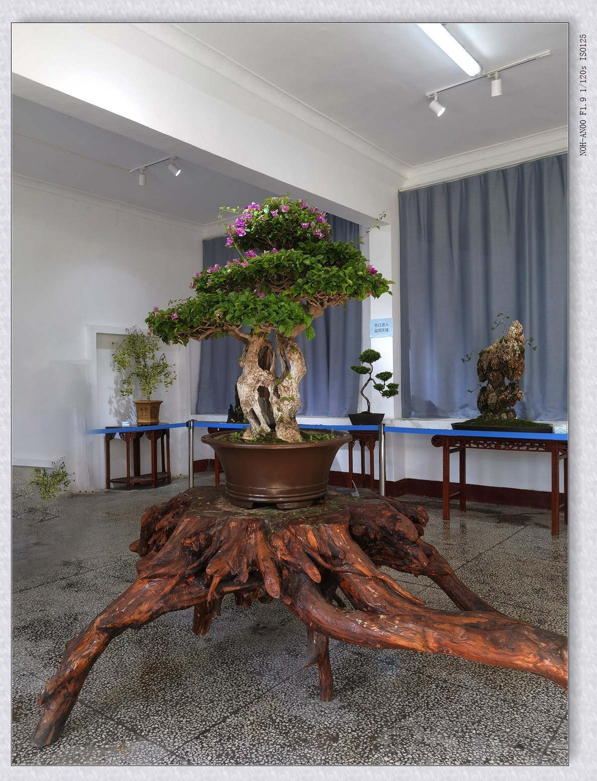 甲辰年公园盆景【2024-151】