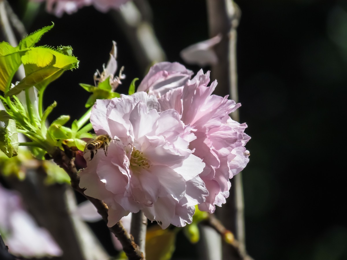 #版主坐堂#索尼大版星空(中国)2024年 12 月份优秀作品精选汇总