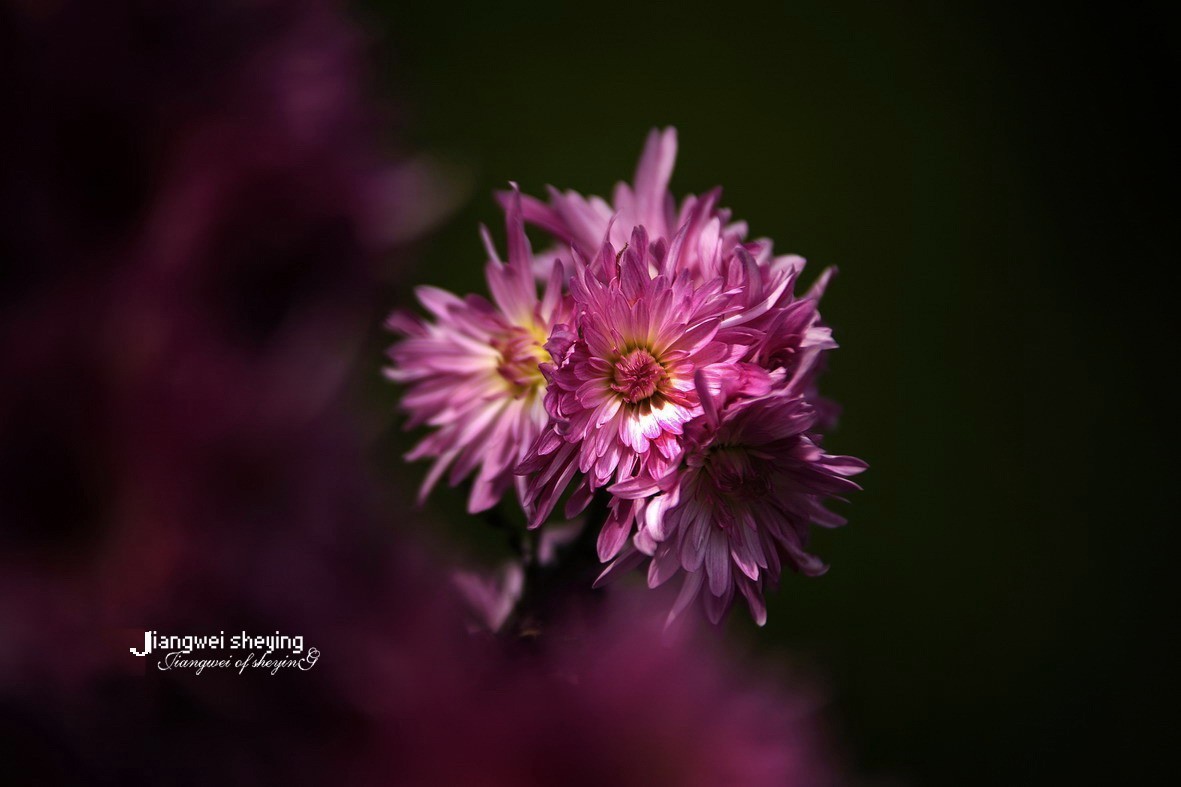 #版主坐堂#索尼大版星空(中国)2024年 12 月份优秀作品精选汇总