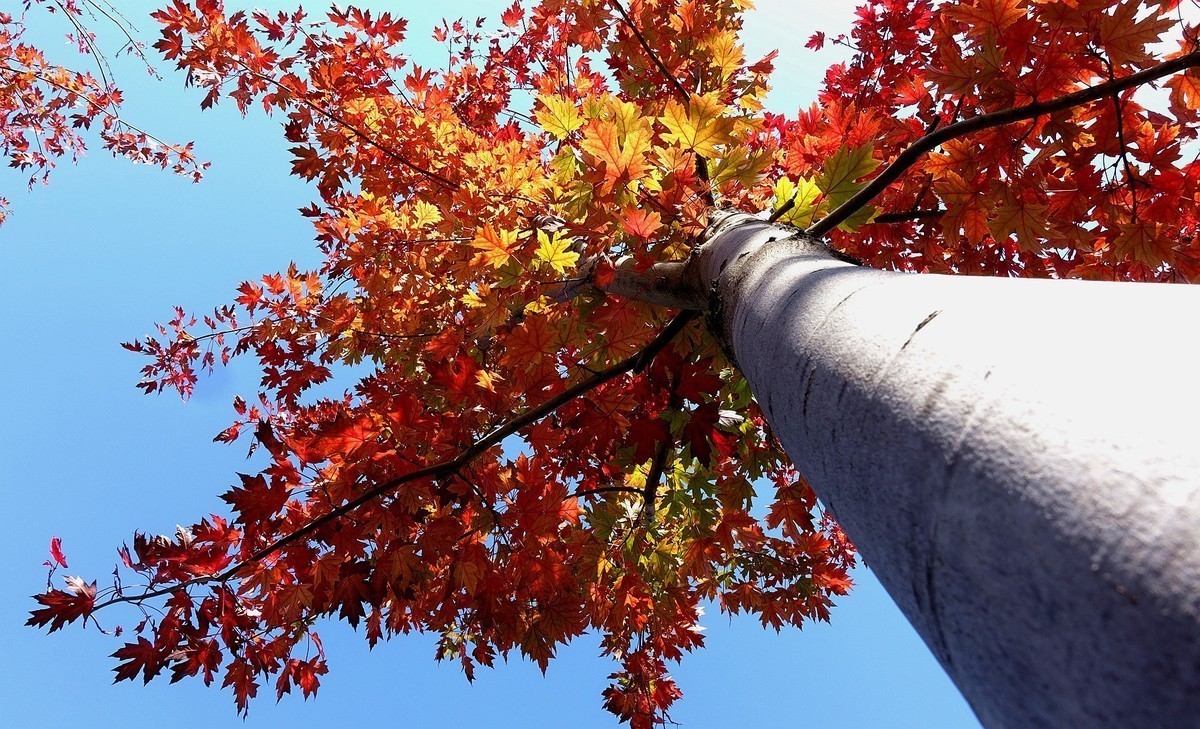 #版主坐堂#索尼大版星空(中国)2024年 12 月份优秀作品精选汇总