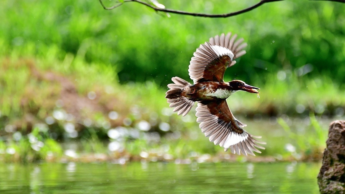 #版主坐堂#索尼大版星空(中国)2024年 12 月份优秀作品精选汇总