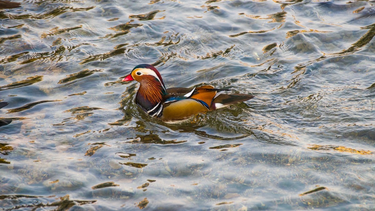 大 连 的 海 ------ 菱 角 湾 的 精 灵 （ 三 ）