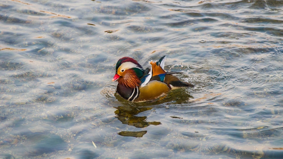 大 连 的 海 ------ 菱 角 湾 的 精 灵 （ 三 ）