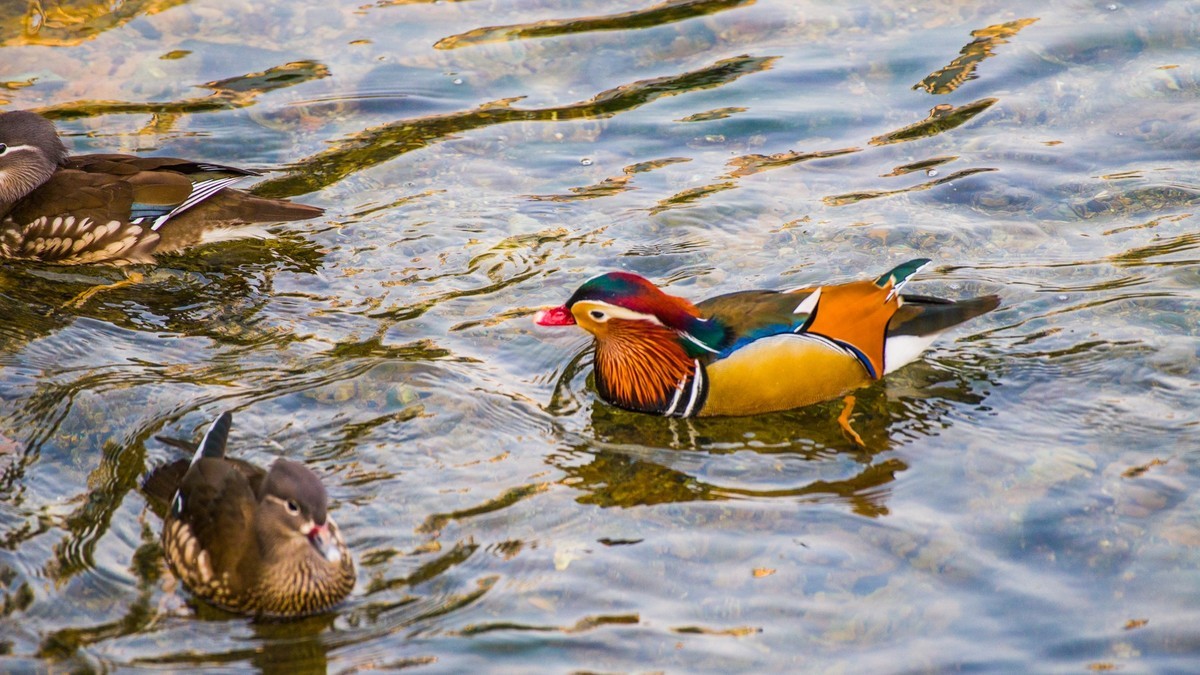 大 连 的 海 ------ 菱 角 湾 的 精 灵 （ 三 ）