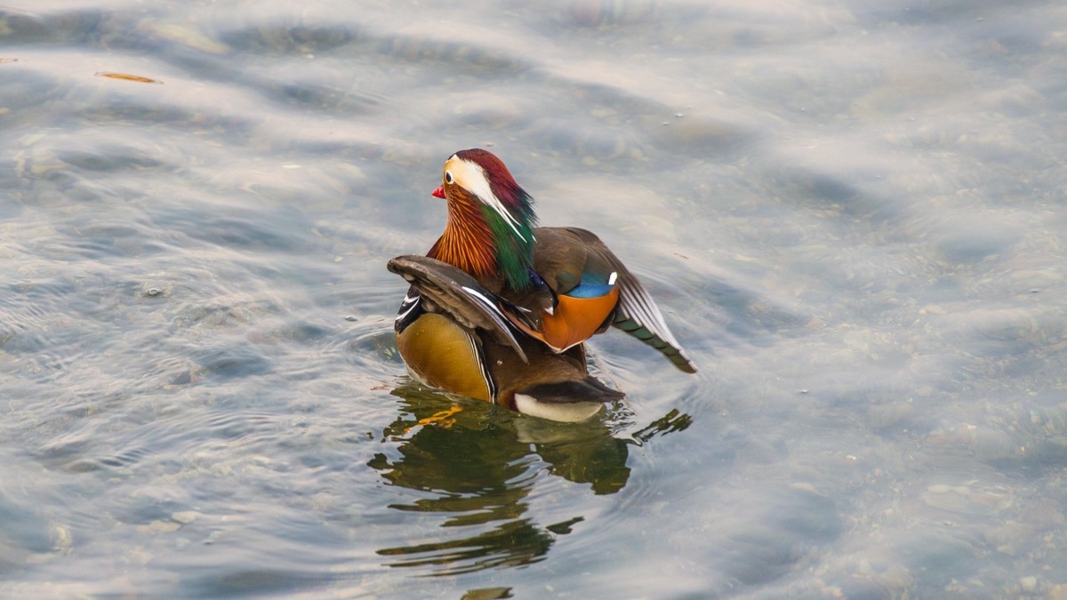 大 连 的 海 ------ 菱 角 湾 的 精 灵 （ 三 ）