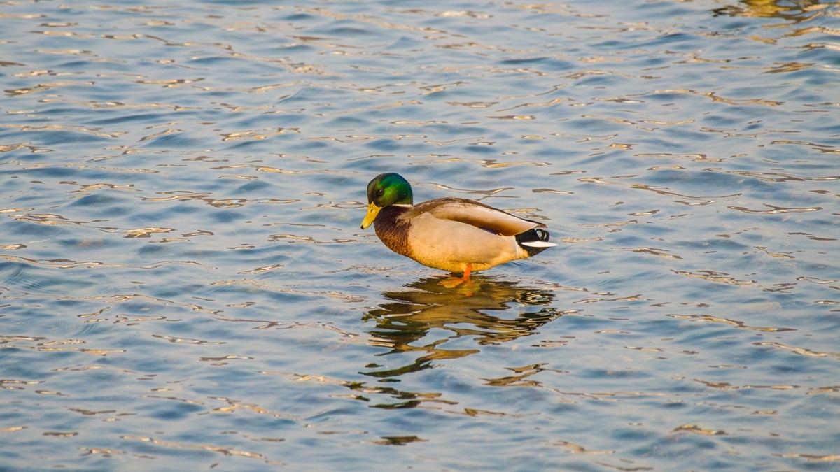大 连 的 海 ------ 菱 角 湾 的 精 灵 （ 三 ）
