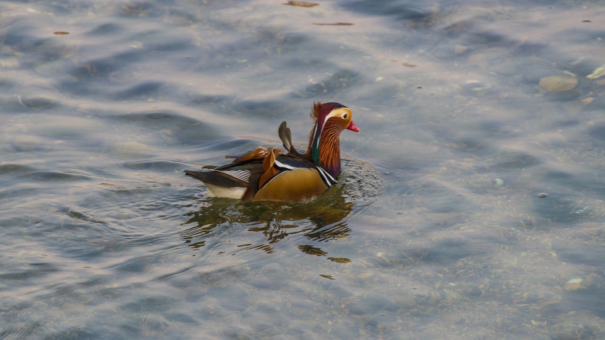 大 连 的 海 ------ 菱 角 湾 的 精 灵 （ 三 ）