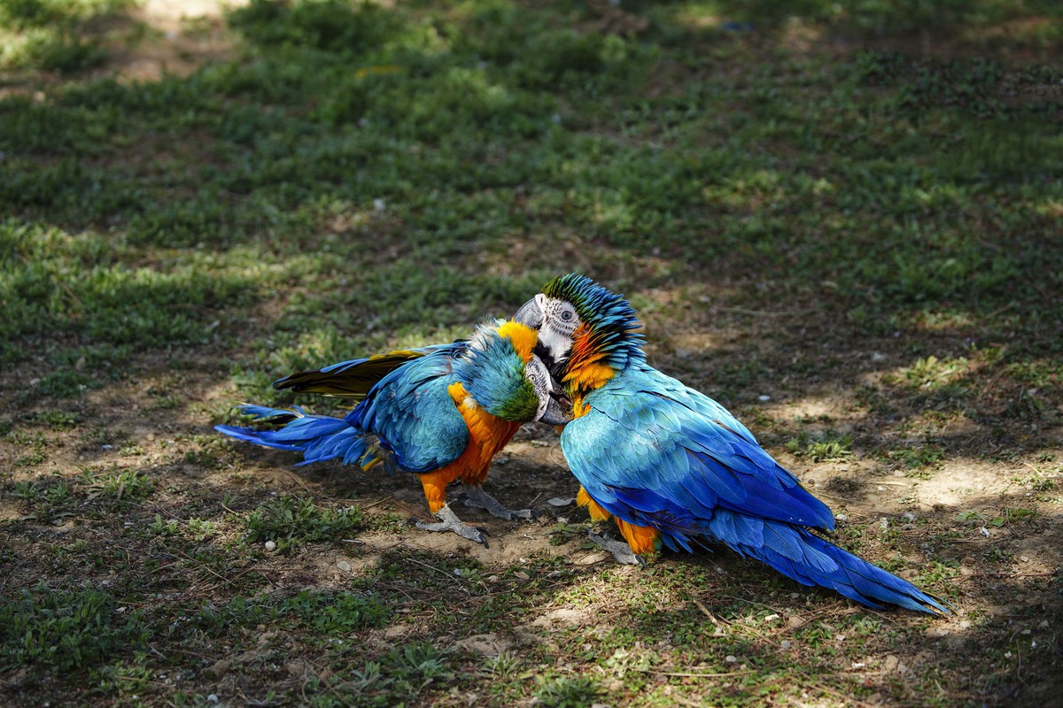 动物趣闻（10）-----大鹦鹉的柔情