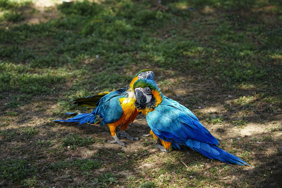 动物趣闻（10）-----大鹦鹉的柔情