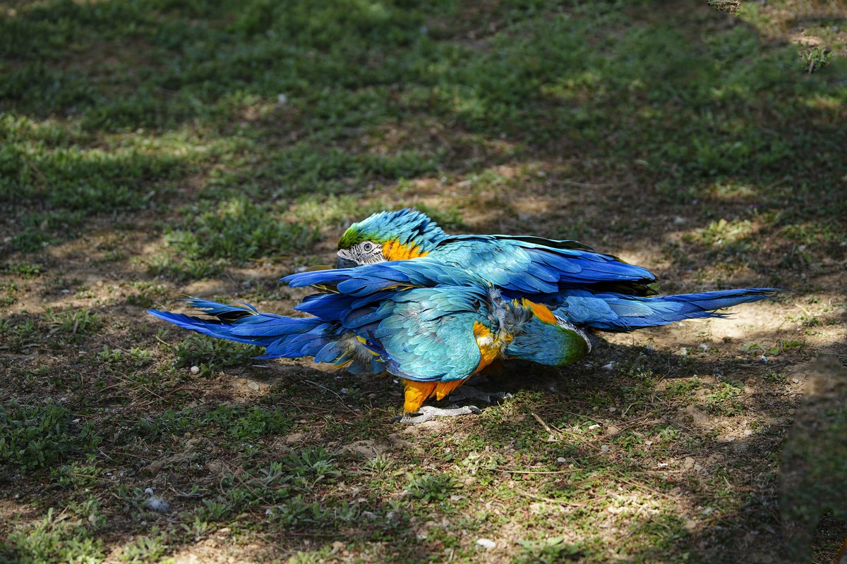动物趣闻（10）-----大鹦鹉的柔情