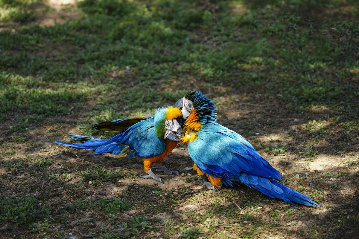 动物趣闻（10）-----大鹦鹉的柔情