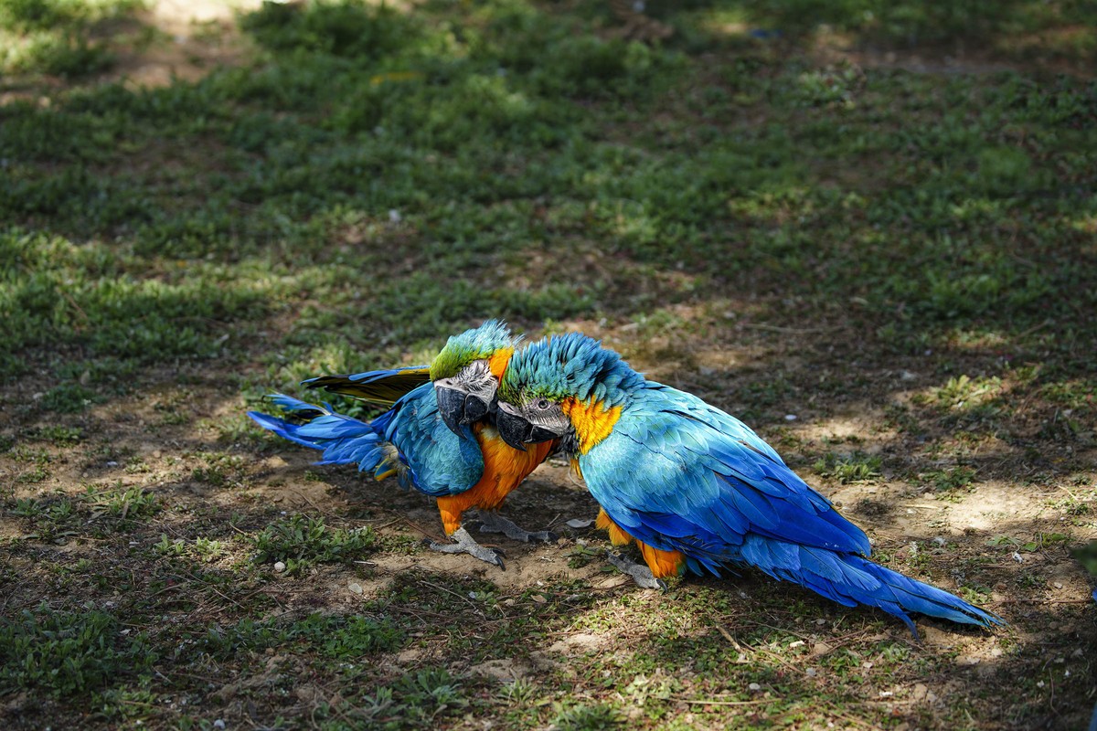 动物趣闻（10）-----大鹦鹉的柔情