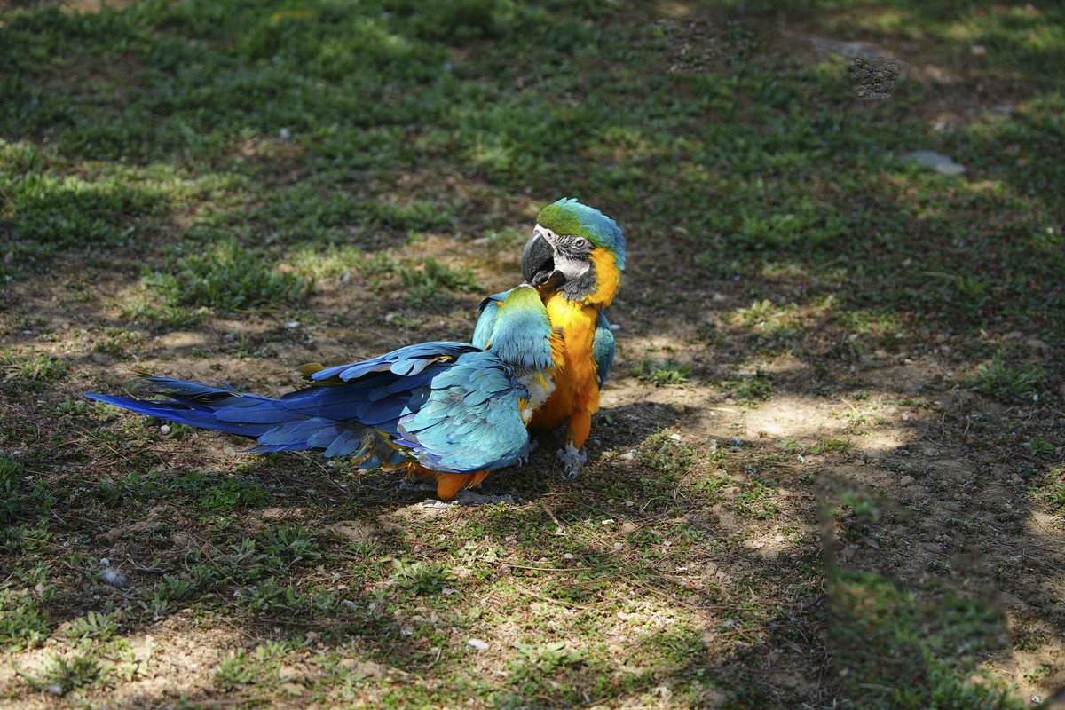 动物趣闻（10）-----大鹦鹉的柔情