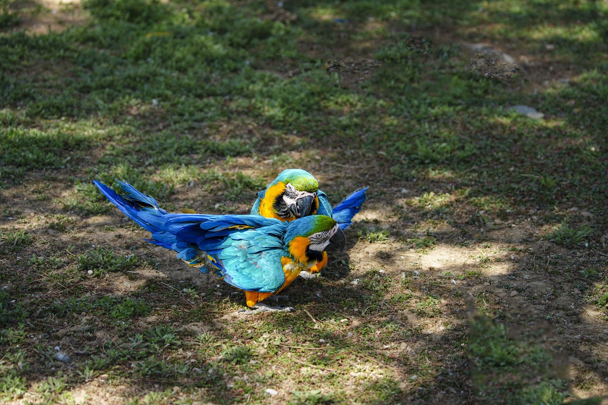 动物趣闻（10）-----大鹦鹉的柔情