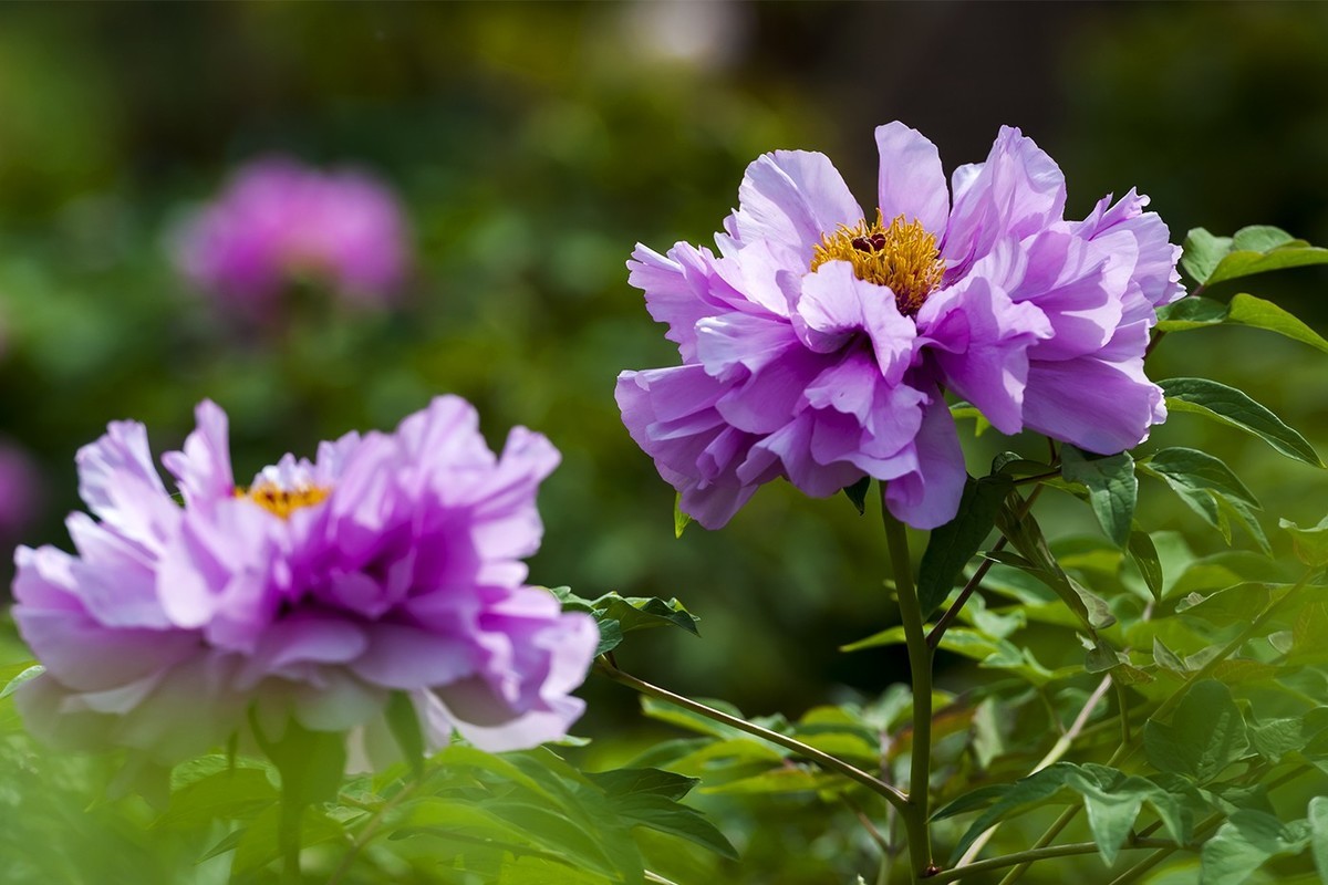 花开富贵-泉城公园3