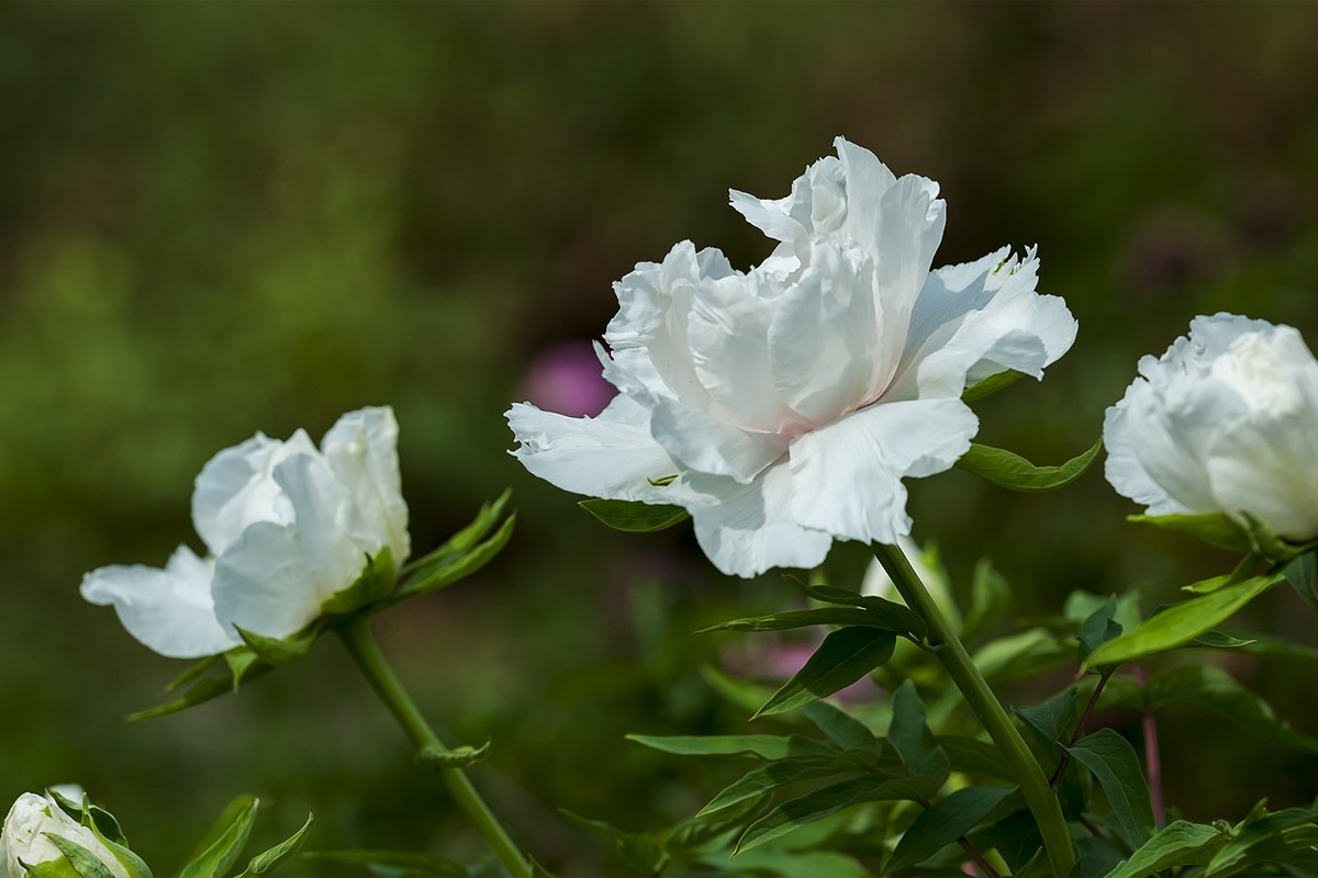 花开富贵-泉城公园3