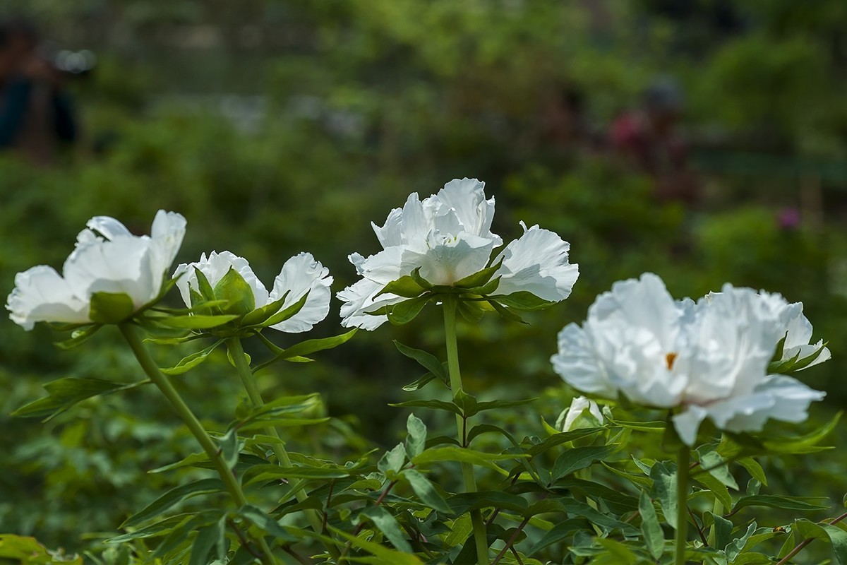 花开富贵-泉城公园3