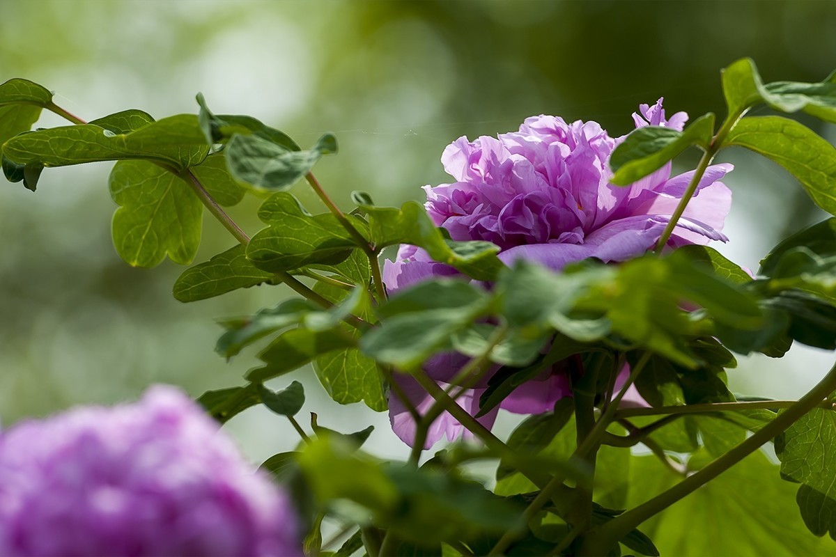 花开富贵-泉城公园3