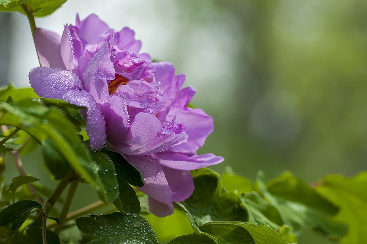 花开富贵-泉城公园3