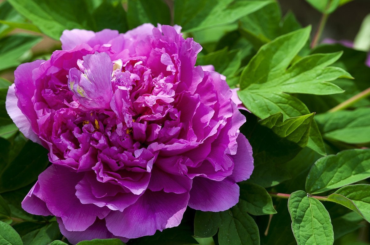 花开富贵-泉城公园3