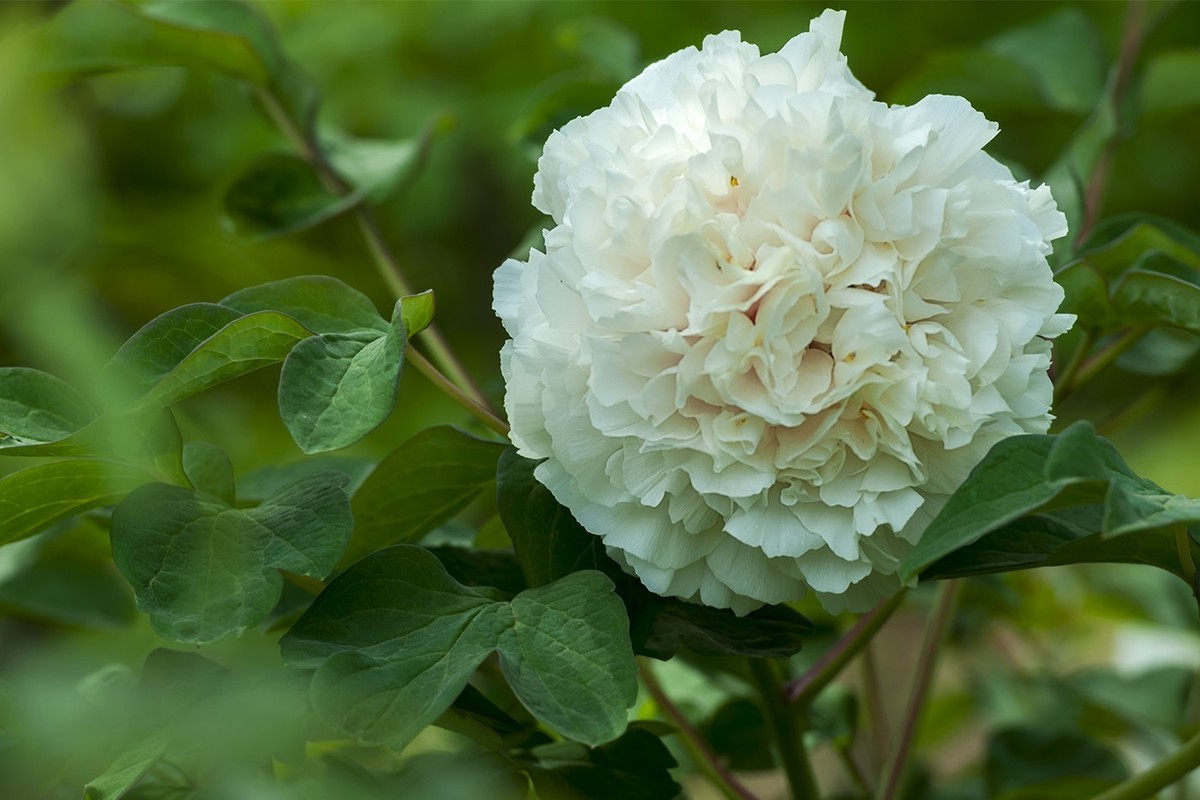 花开富贵-泉城公园3