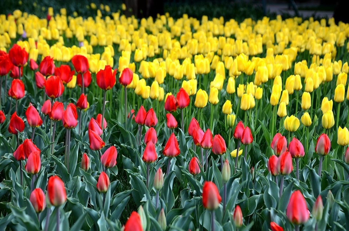 中 山 公 园-----郁 金 香