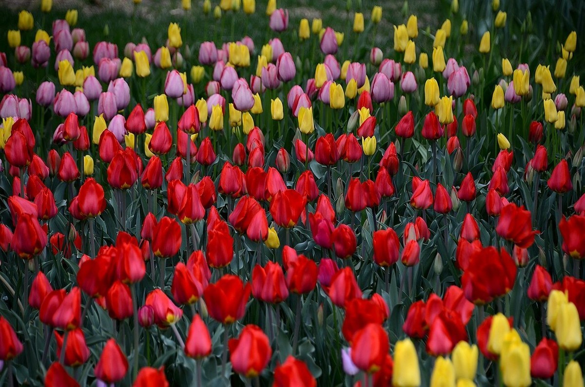中 山 公 园-----郁 金 香