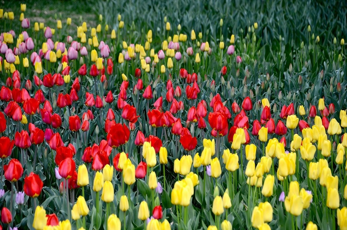 中 山 公 园-----郁 金 香