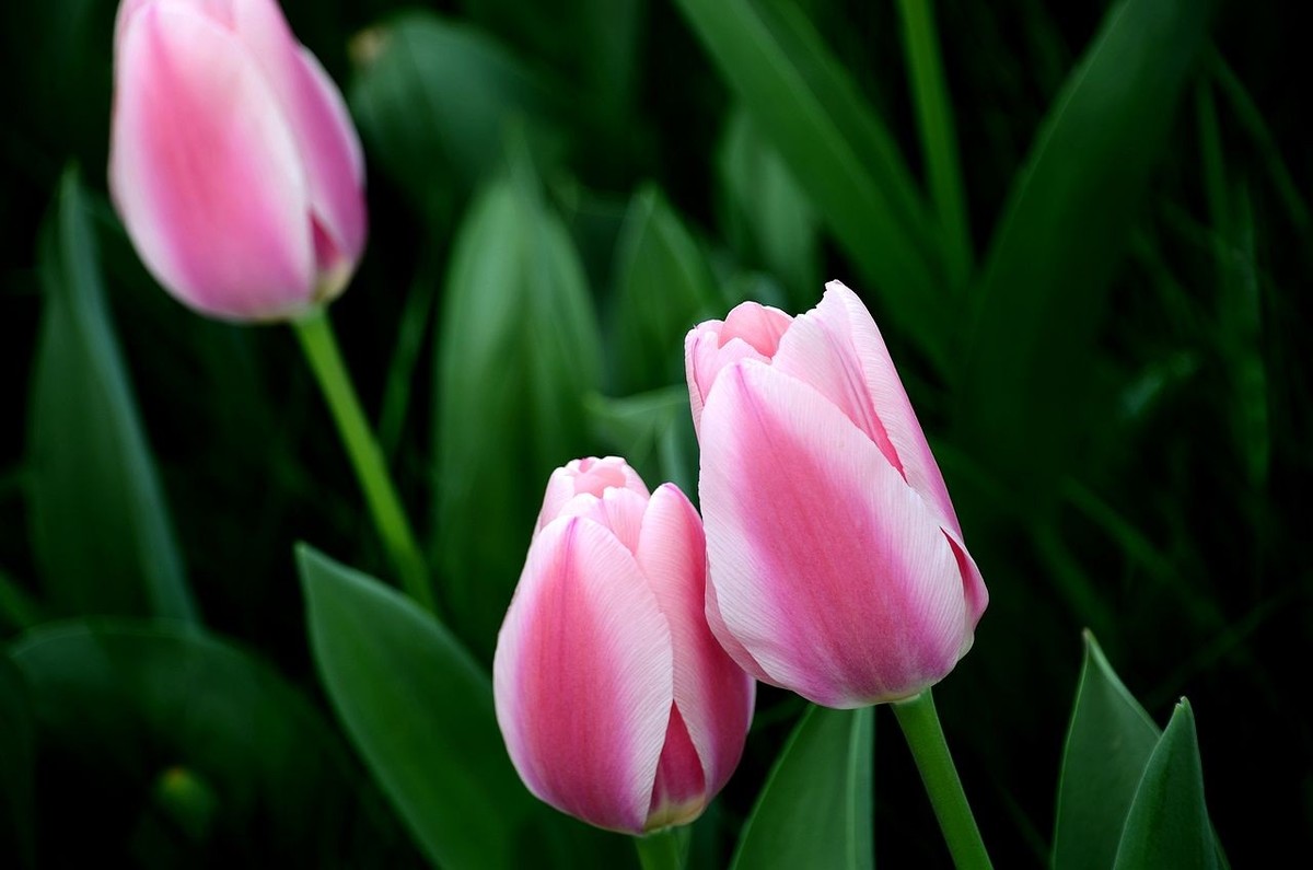 中 山 公 园-----郁 金 香