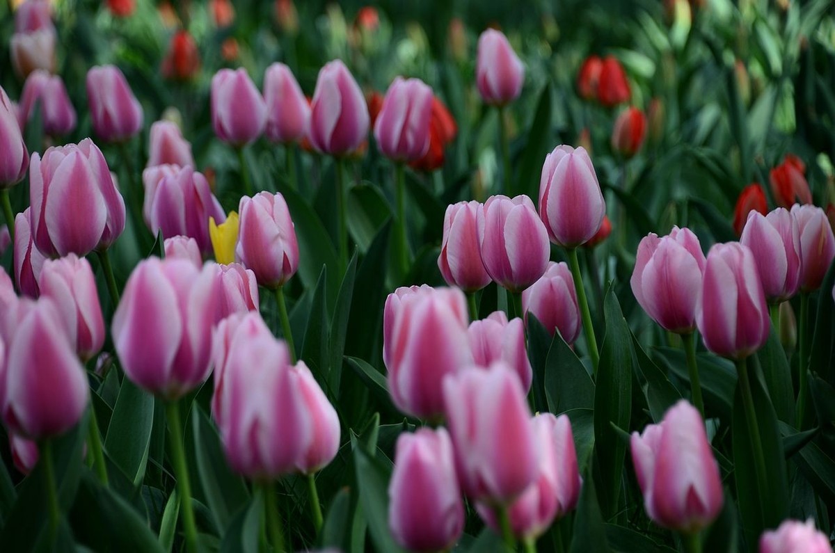 中 山 公 园-----郁 金 香