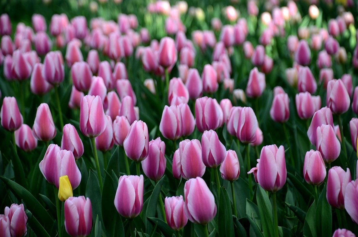 中 山 公 园-----郁 金 香