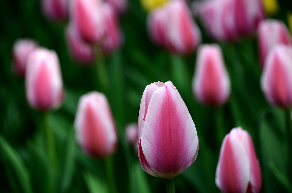 中 山 公 园-----郁 金 香