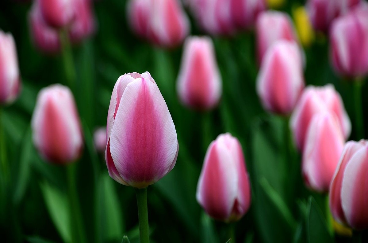 中 山 公 园-----郁 金 香