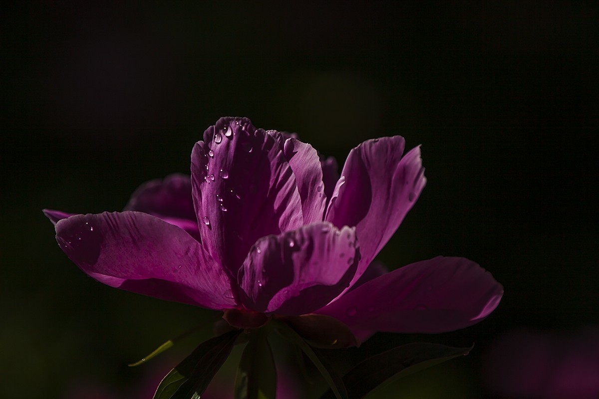 昨夜含苞微雨里，今朝沐蕊暖阳中。