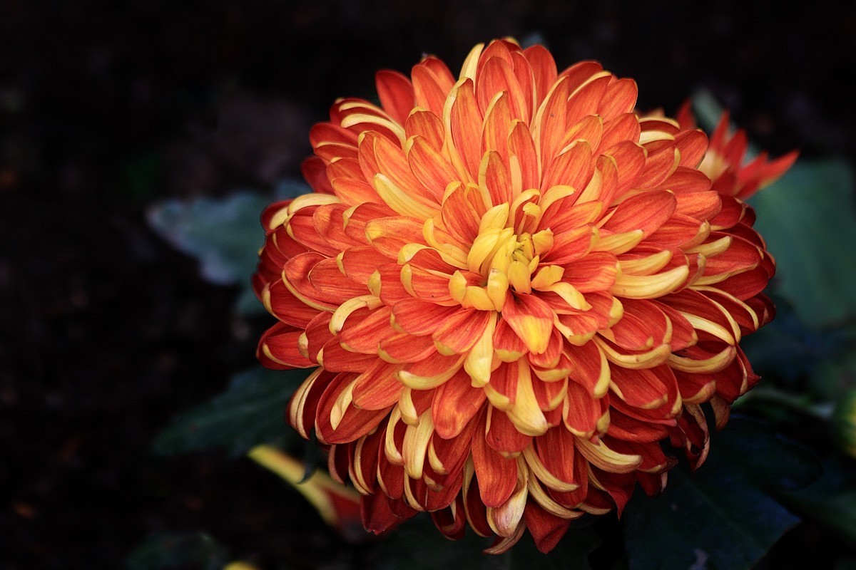 成都市笫六十届菊花展暨中国菊花名品展五