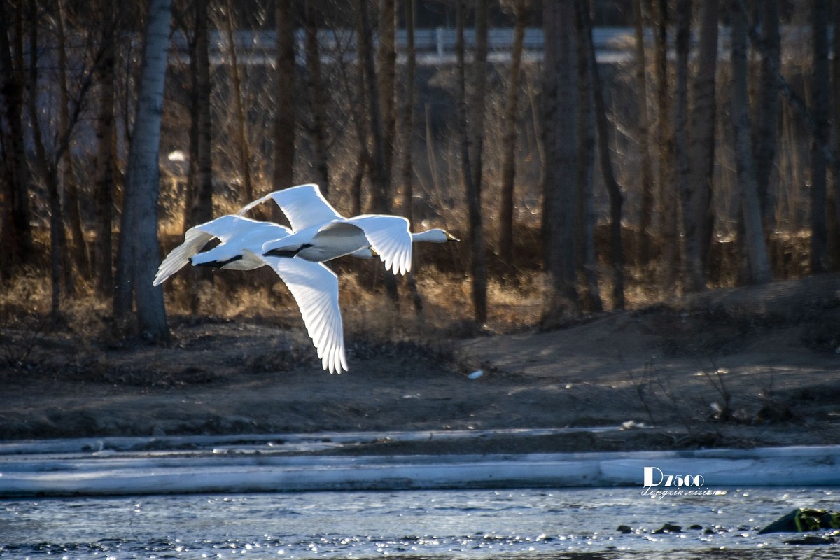 飞流直播开启全新互动体验让观众与主播零距离实时交流