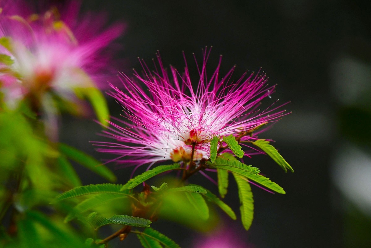 【奇花异草】苏里南朱缨花