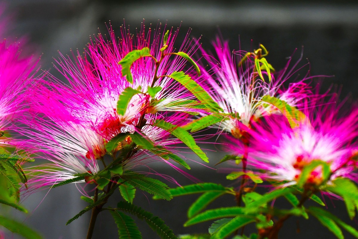 【奇花异草】苏里南朱缨花