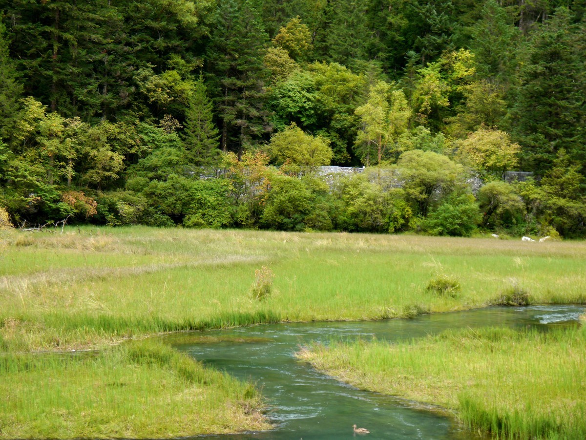 人间仙境  水中贵族---九寨沟（1）