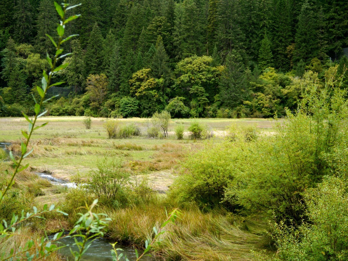 人间仙境  水中贵族---九寨沟（1）
