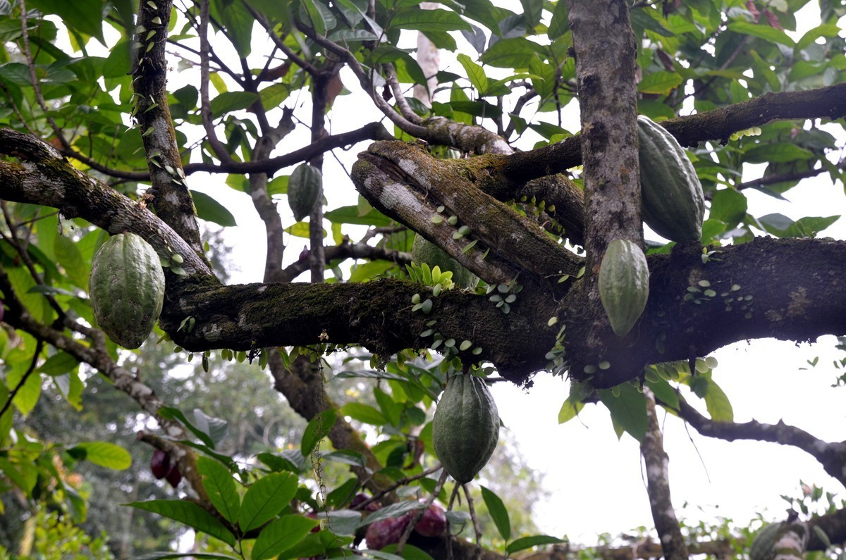 海南 兴隆热带植物园 (二)