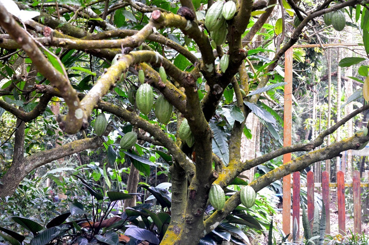 海南 兴隆热带植物园 (二)