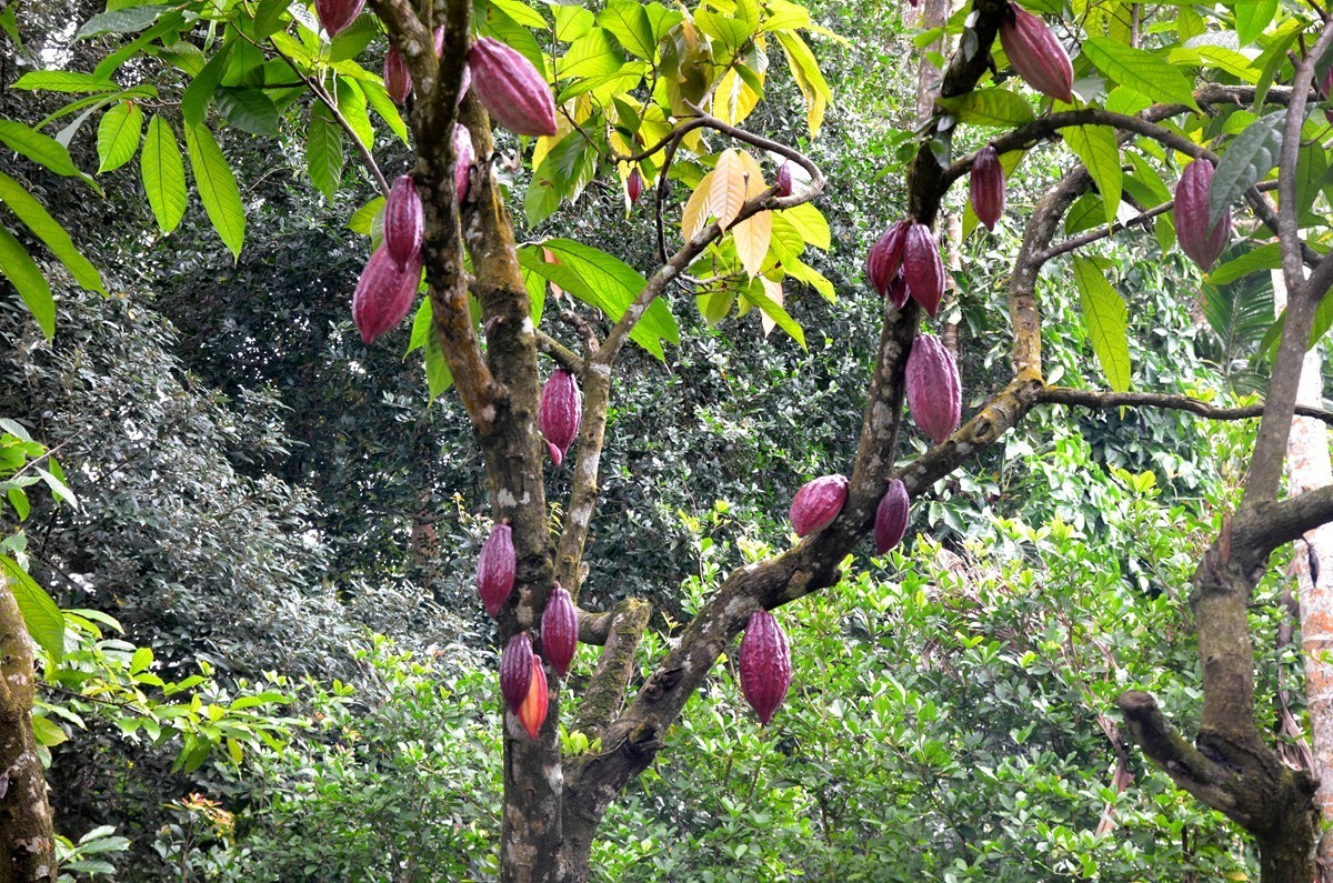 海南 兴隆热带植物园 (二)
