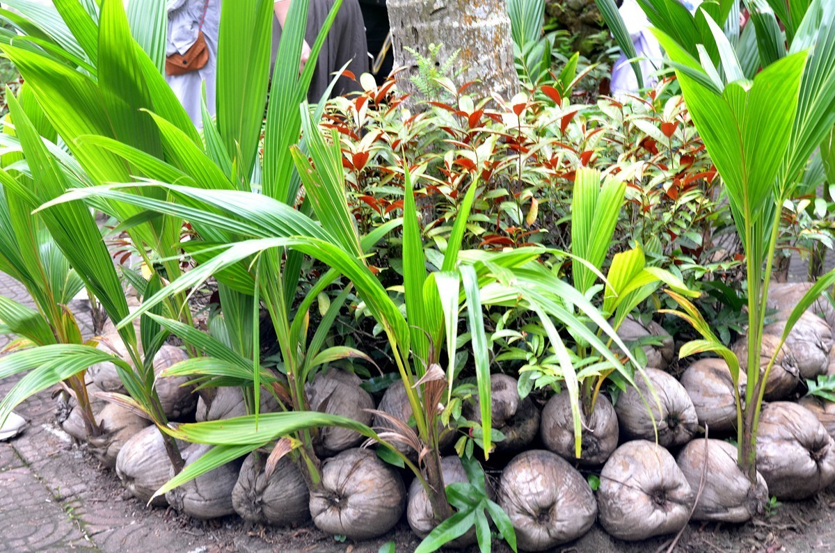 海南 兴隆热带植物园 (二)