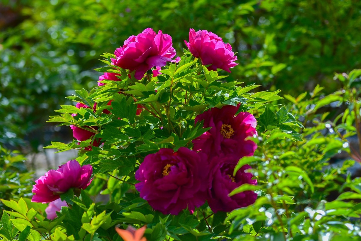 花开时节动龙城