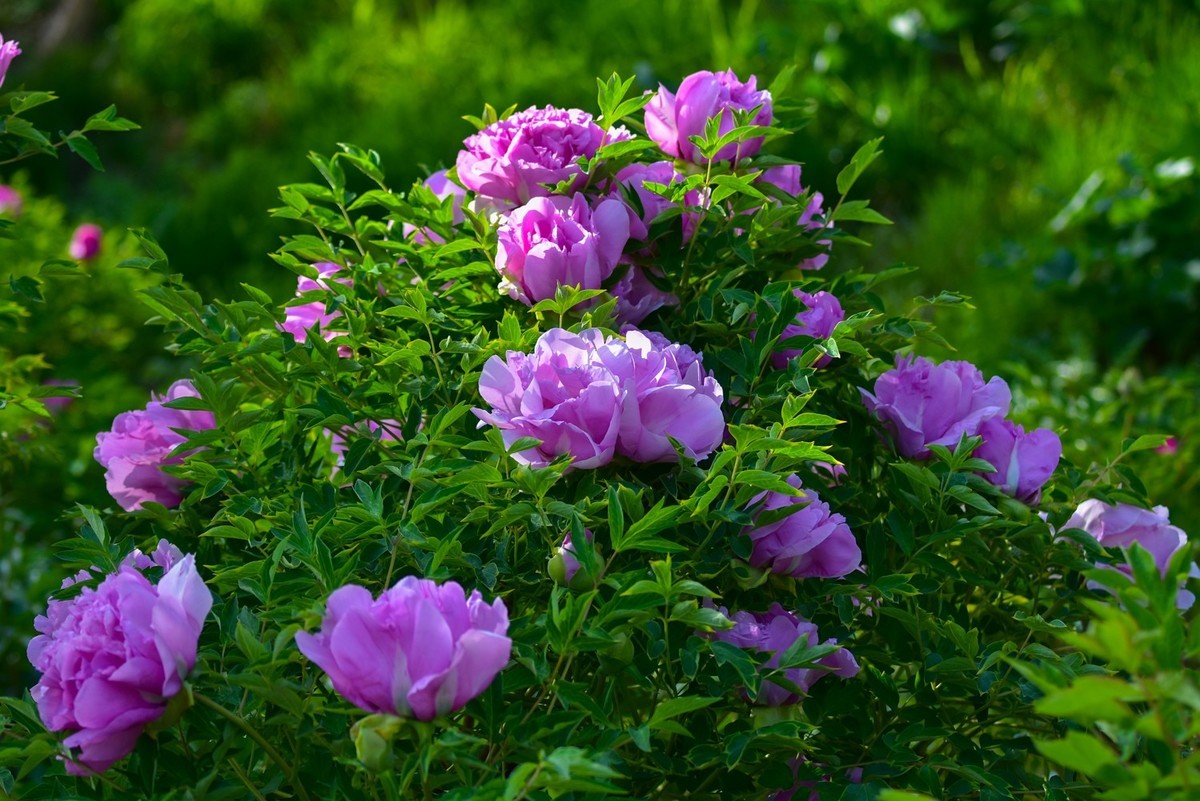 花开时节动龙城