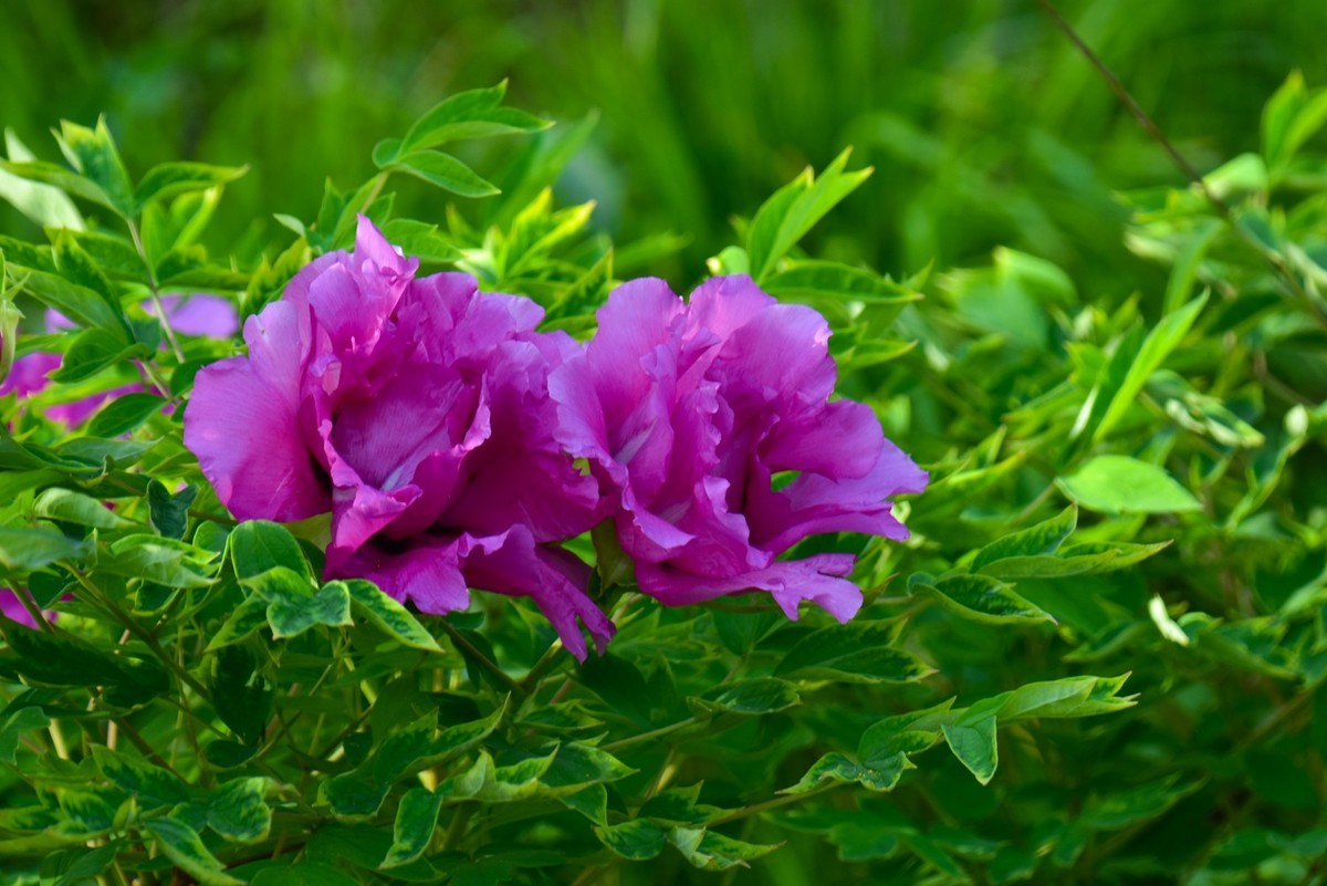 花开时节动龙城